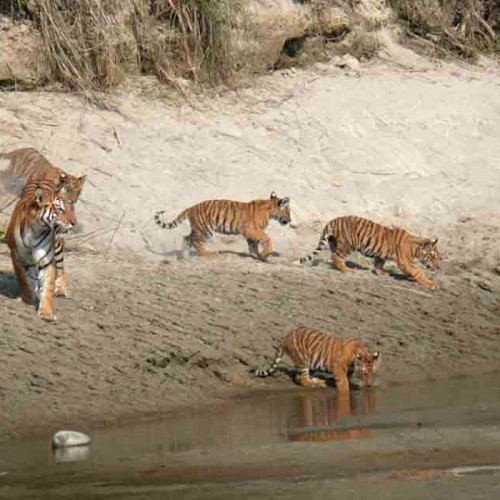 Kathmandu-Tal-Trek mit Bardia-Nationalpark