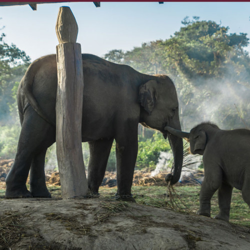 Fangen Sie den Chitwan-Nationalpark – Wildtiersafari
