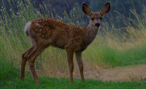 Koshi Tappu Wildlife Reserve tour