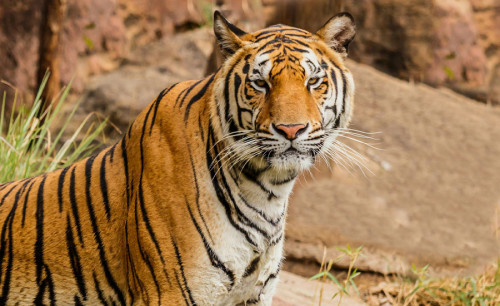 Dschungelsafari im Bardia-Nationalpark