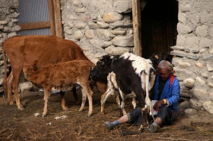 Upper Mustang Tiji Festival Jeep Tour 2025 und 2026