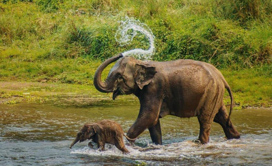 Entdecken Sie die Wunder des Chitwan-Nationalparks: Ein umfassender Führer
